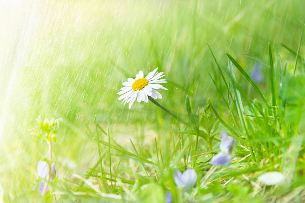 istock Wild camomile flower on sunny meadow in grass 490609975