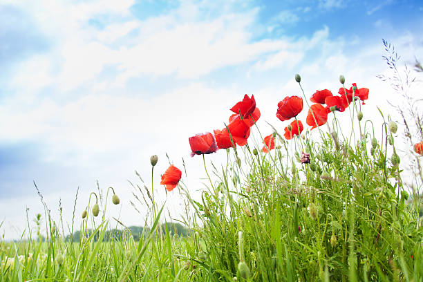 istock Field with poppies under day sky 490610605