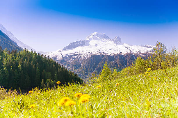 Valley with yellow dandelions near Mont Blanc, Alps in summer time