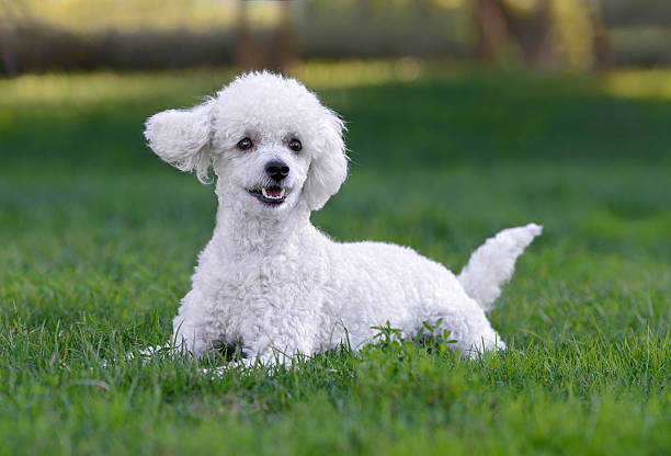 istock Cute white male poodle puppy 490612157