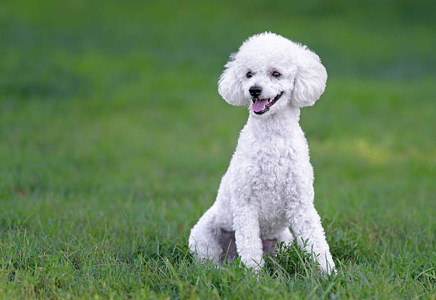 istock Cute white male poodle puppy 490612457