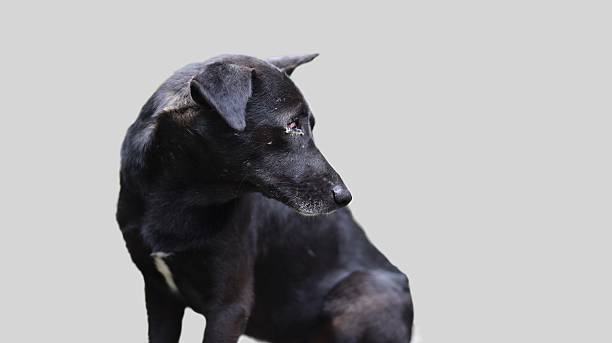 istock Dog in need of help 490612882