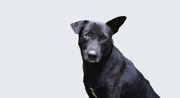 istock Dog in need of help 490613138