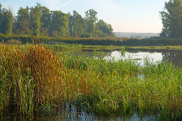 istock Shore of a lake under a hazy sky in autumn 490613190