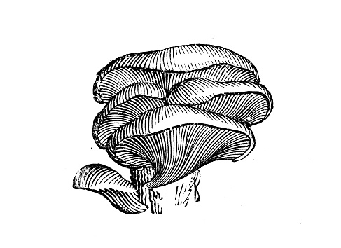 Antique illustration of the oyster mushroom (Pleurotus ostreatus), a common edible mushroom of the family Pleurotaceae