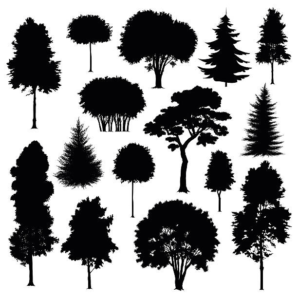 bäume - poplar tree forest oak tree autumn stock-grafiken, -clipart, -cartoons und -symbole