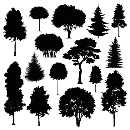 Set of silhouettes of trees isolated on white. Vector illustration