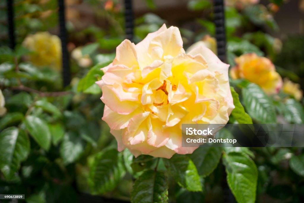 Yellow rose Yellow rose , macro shot Flower Stock Photo