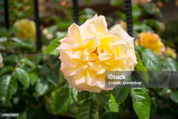 Yellow Rose Stock Photo - Download Image Now - Flower, Flower Head, Formal Garden
