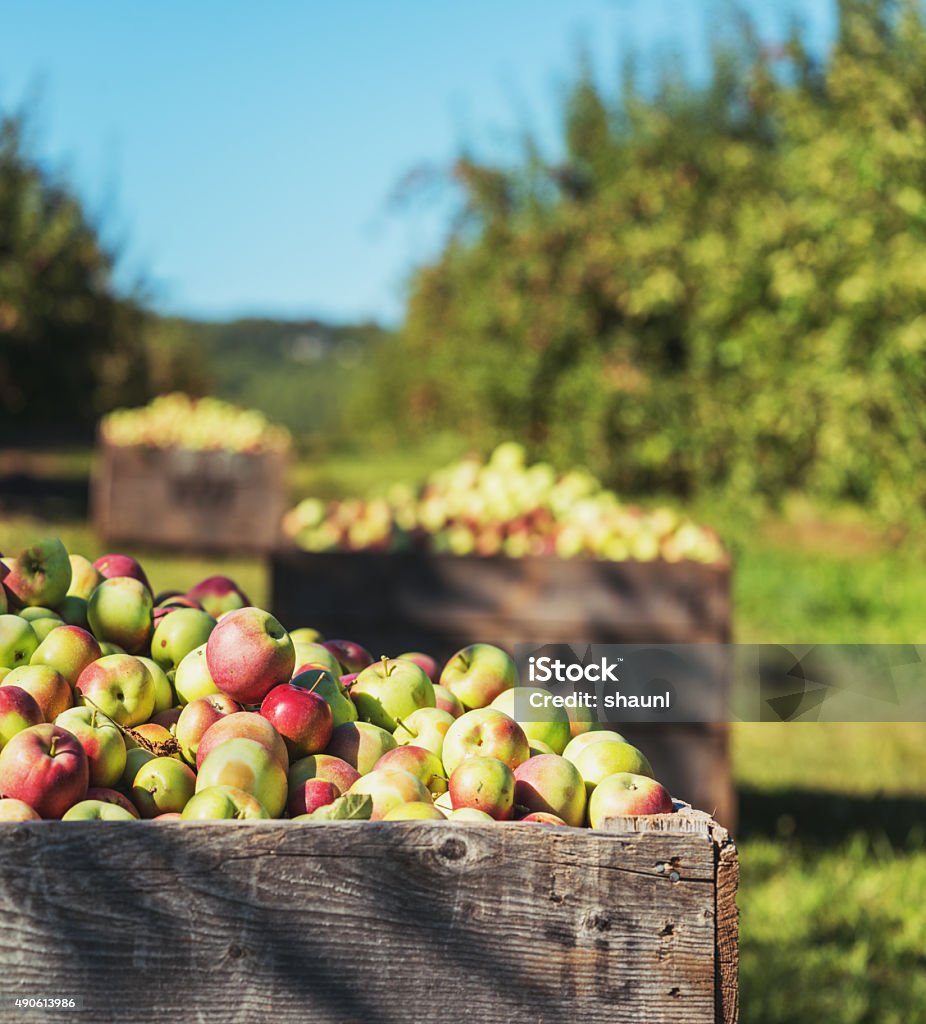 Apple Harvest A large wooden crate of freshly picked apples in an Annapolis Valley orchard. Apple Orchard Stock Photo