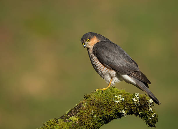 istock Male Eurasian Sparrowhawk (Accipiter nisus) 490614387
