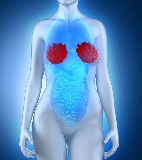 istock Woman breast anatomy 490614567