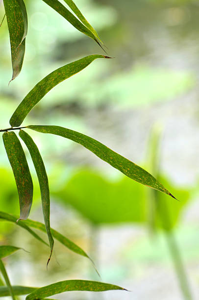istock Beauty in nature 490614711
