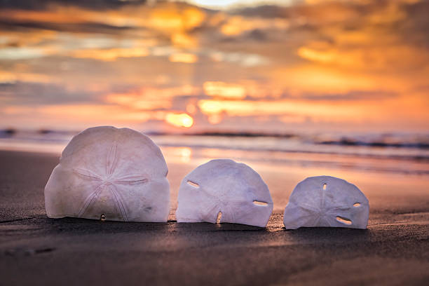 Sand Dollar et le lever du soleil - Photo