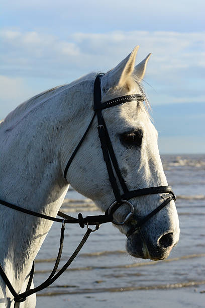 istock Head shot of a white horse 490615149