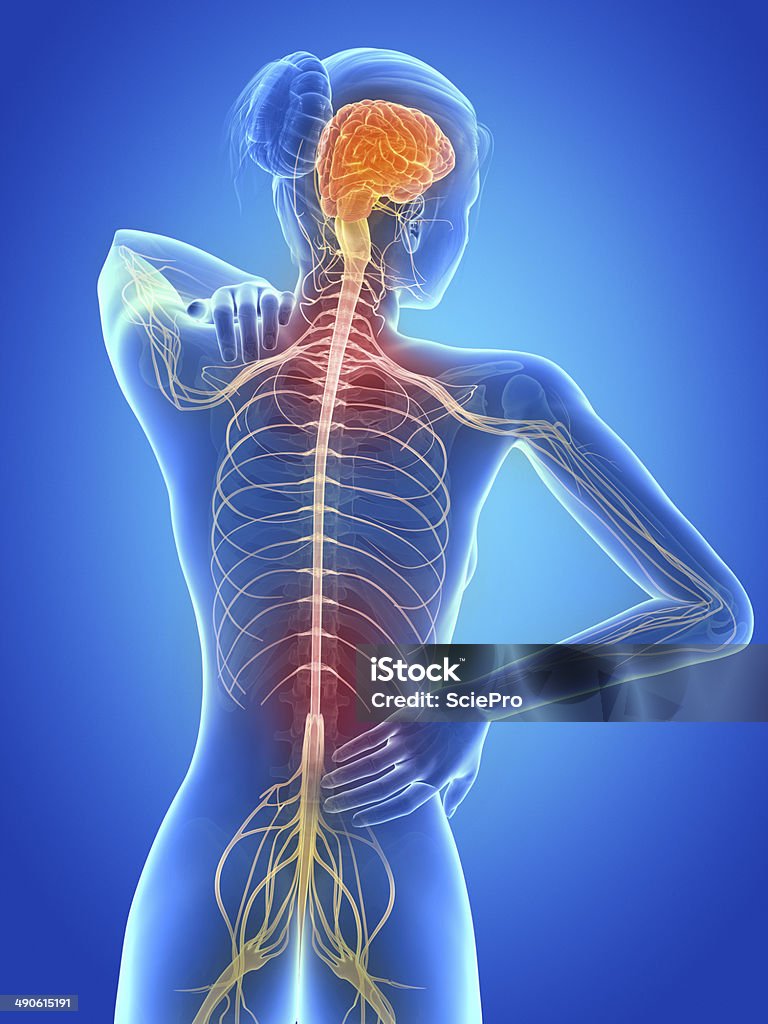 painful back nerves medical 3d illustration - female having backache Human Nervous System Stock Photo