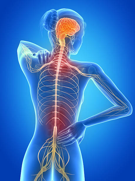 painful back nerves medical 3d illustration - female having backache human back stock pictures, royalty-free photos & images