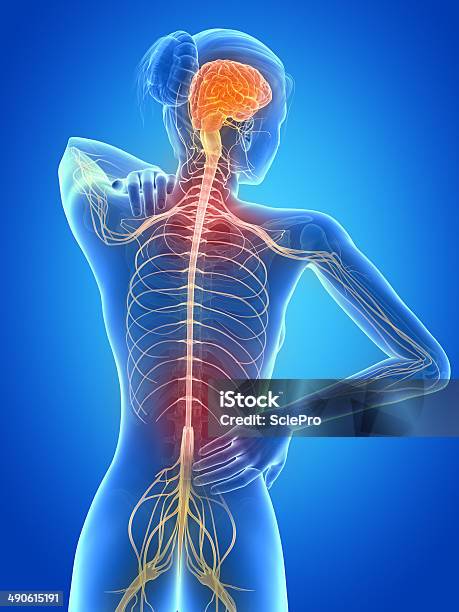 Painful Back Nerves Stock Photo - Download Image Now - Human Nervous System, Multiple Sclerosis, The Human Body