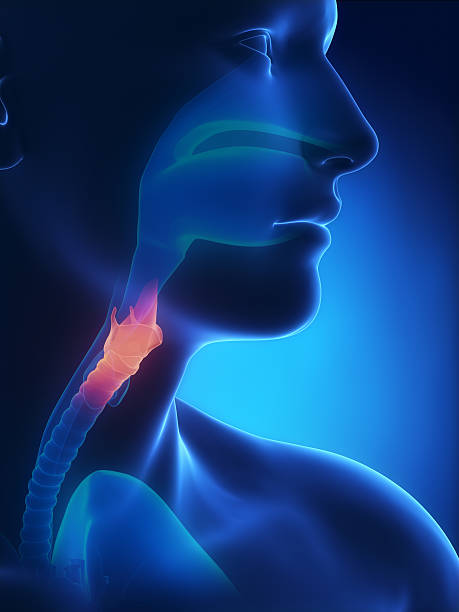 喉頭 x 線構造ブルー - nasopharynx ストックフォトと画像