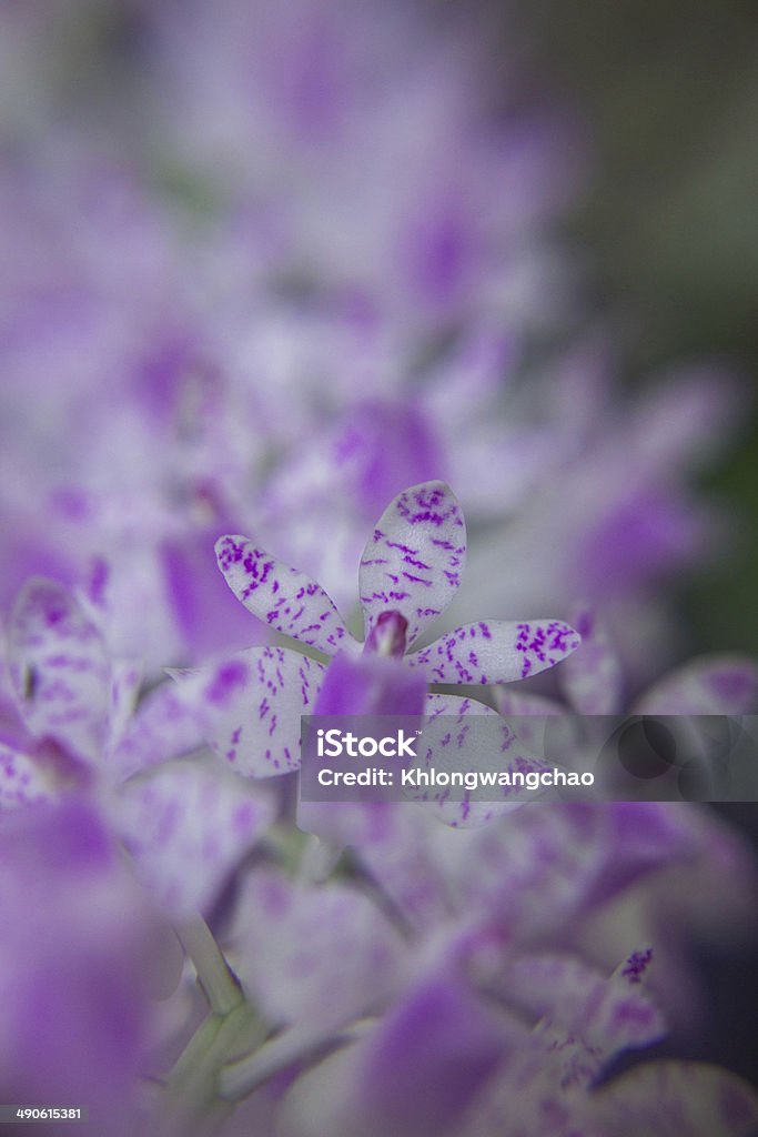 Orchid Orchid of Rhynchostylis retusa (L.) Blume Abstract Stock Photo
