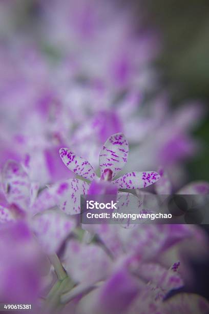 Orchid Stock Photo - Download Image Now - Abstract, Agricultural Field, Agriculture