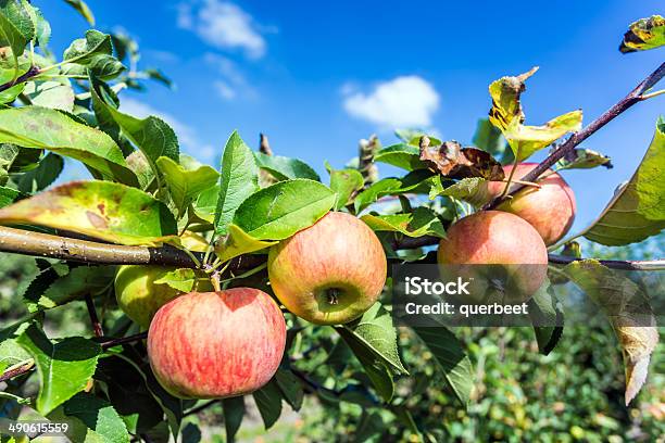 Apple Tree Stock Photo - Download Image Now - Agriculture, Apple - Fruit, Apple Orchard