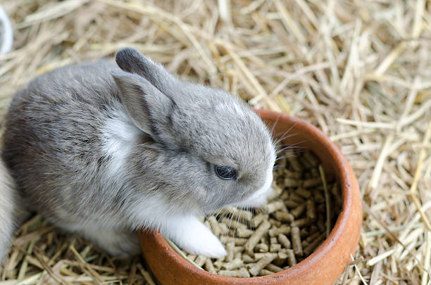gray rabbit on hayloft eating food stock photo