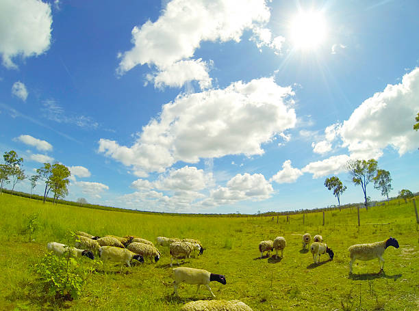 istock Herd of Australian sheep 490615845