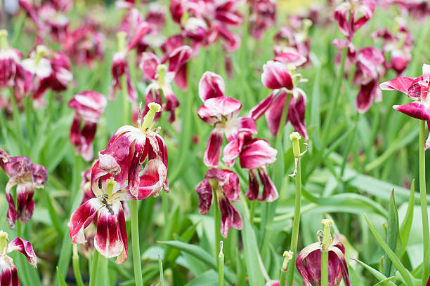istock Purple tulips  in the natural 490615990