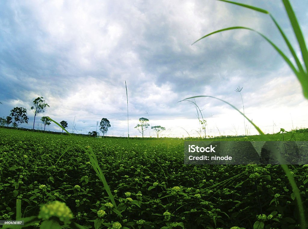 Flowers in field at sunset Green field at Australian flower at sunset Australia Stock Photo