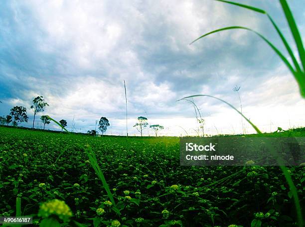 Flowers In Field At Sunset Stock Photo - Download Image Now - Australia, Australian Culture, Close-up