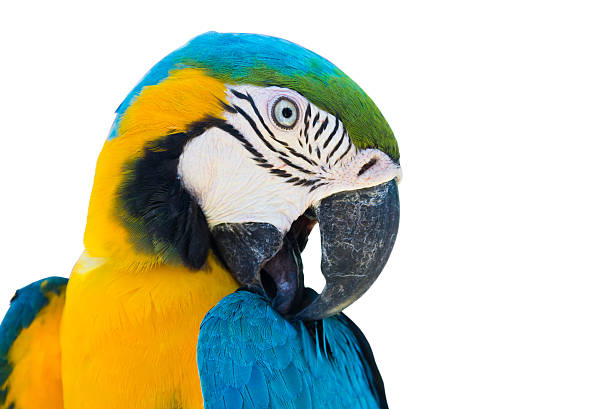 istock blue yellow parrot macaw bird isolated 490616291