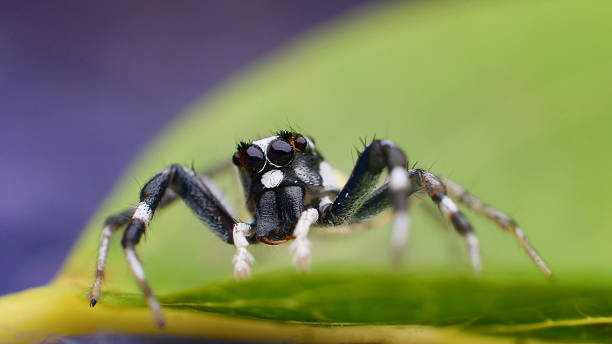 istock Jumping spider on green leaf, Macro shot 490617938