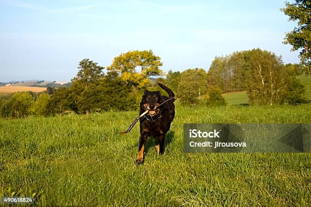 Foto de Corrida De Cães e mais fotos de stock de 2015 - 2015, Animal, Animal de estimação
