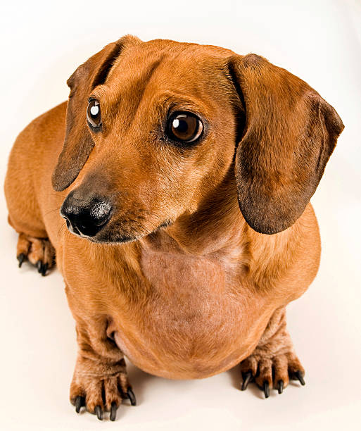 istock Little Dachshund Sitting Down 490618870