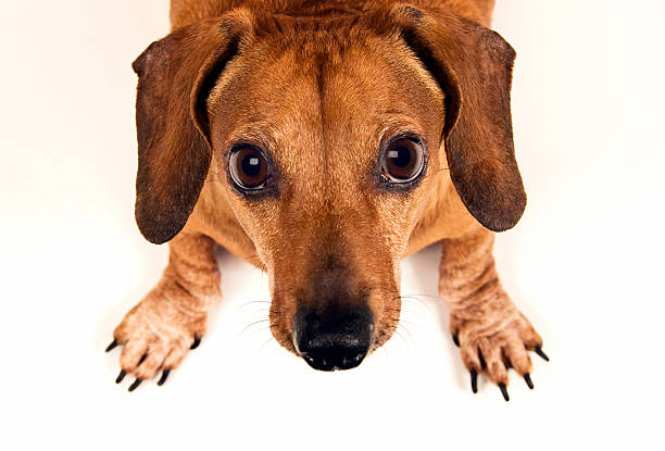 istock Cute Dog Staring Up At Camera With Copy Space 490618914