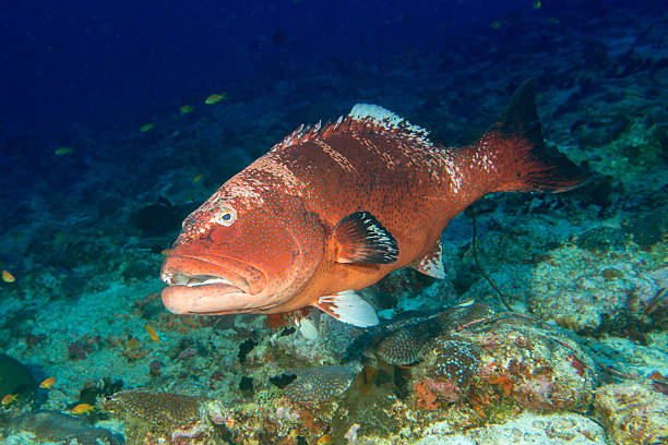 istock giant colorful grouper isolated on ocean 490620168
