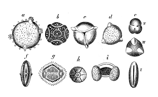 Antique illustration of pollen