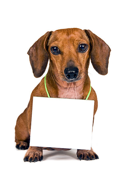 istock Cute Little Dachshund Wearing A Blank Sign 490632428