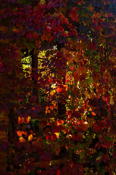 istock Grapes leaves painted in different colors 490633322