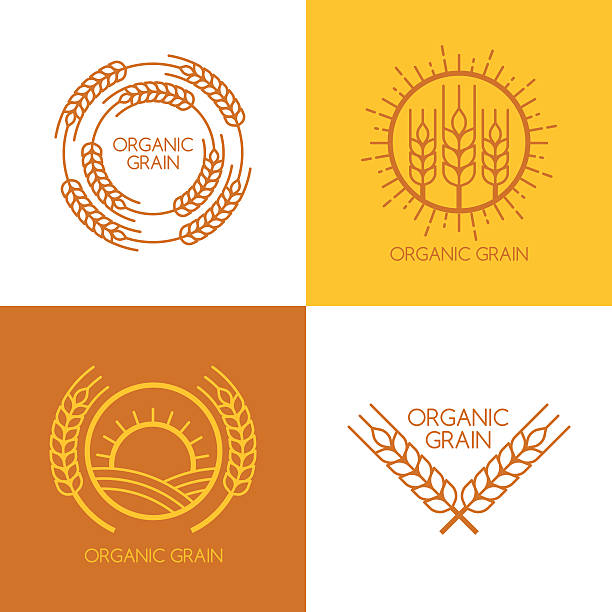 Set of vector linear wheat, fields logo design template. Set of vector linear wheat, fields logo design template. Abstract concept for organic products, harvest, grain, bakery, healthy food. insignia healthy eating gold nature stock illustrations
