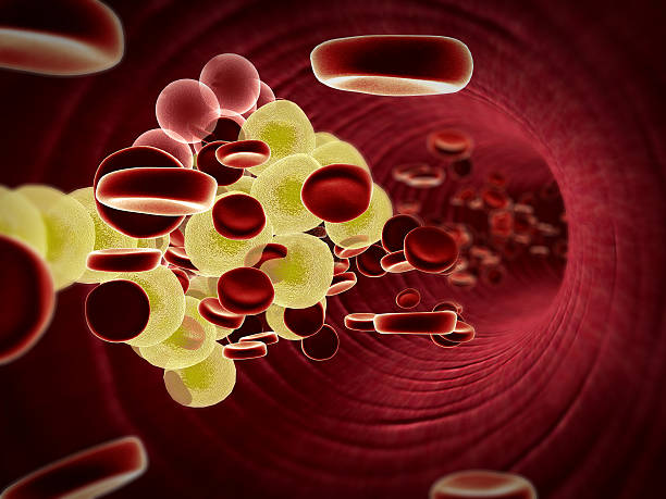 cholesterolu we krwi, - healthcare and medicine human cardiovascular system anatomy human blood vessel zdjęcia i obrazy z banku zdjęć