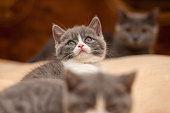 britische-langes-haar-katzenjunges.jpg?b=1&s=170x170&k=20&c=-jYX-eai_ZqK_88tE3co6s2yq546j1GtyjeOXLsELgE=