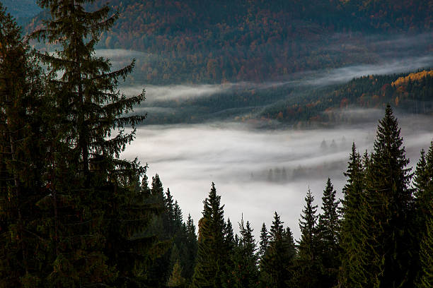 istock Morning mist in mountain woodland. 490636548