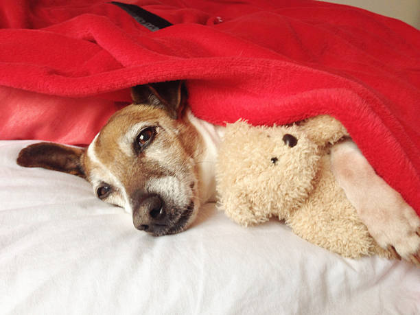 istock Jack Russell Terrier dog sleeping with teddy bear 490636828