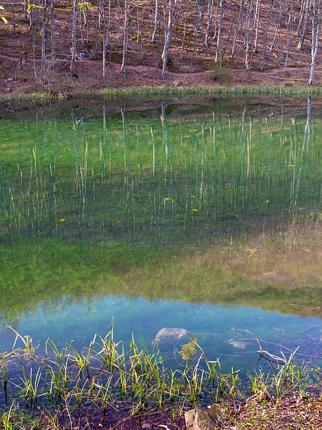 Trees and hill reflections in river stock photo