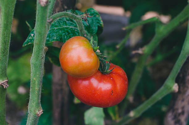 istock Ripening juicy tomatoes 490636994