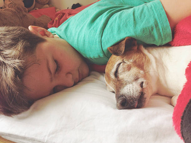 Boy sleeping with dog Boy sleeping with his dog, a female senior Jack Russell Terrier children only stock pictures, royalty-free photos & images