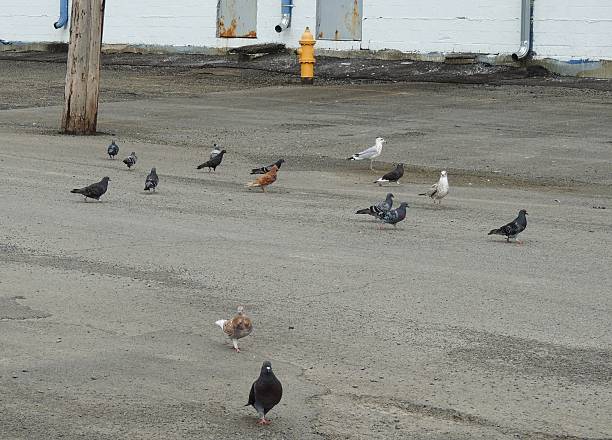 A flock of pigeons is sitting on the asphalt. Birds in the city. Pigeons in winter\