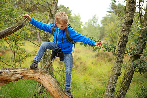 A young boy hiker is balancing on a dead tree  which he is crossing on his path during a hike in a forest of Kalmthoutse Heide Nature Reserve in Belgium & Netherlands. The child is wearing a blue sweater, binoculars and a backpack.